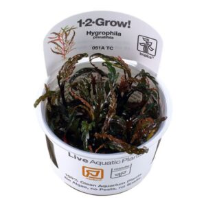 Hygrophila Pinnatifida in vitro