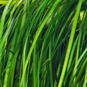 Vallisneria spiralis Tiger