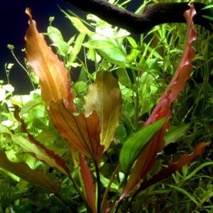 Echinodorus Rosé