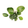 Anubias Barteri XXL