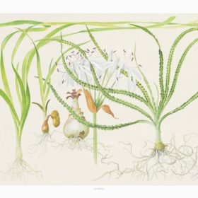 Tropica poster d'art Crinum Calamistratum