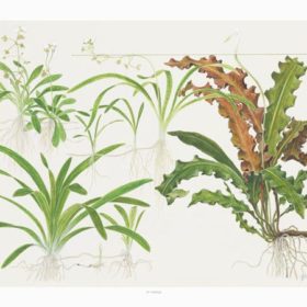 Tropica Poster Sagittaria