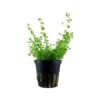 hemianthus micranthemoides tropica plante aquarium
