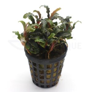 Bucephalandra sp Biblis plante aquarium