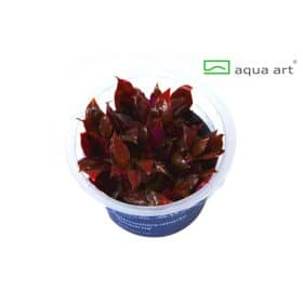 Alternanthera reineckii rosanervig in vitro