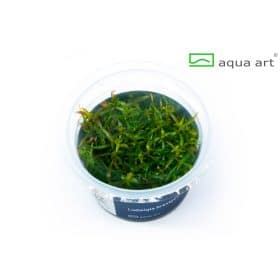 Ludwigia Brevipes in vitro