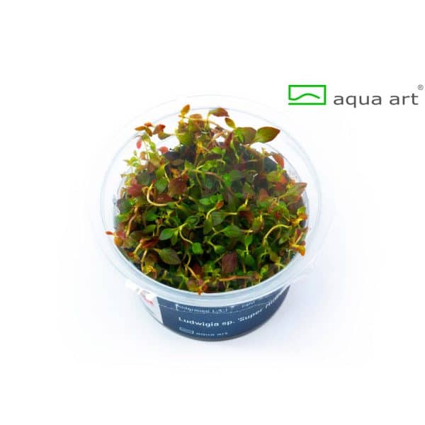 Ludwigia mini super red in vitro