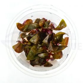 Alternanthera sp Bronze in vitro