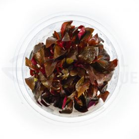 Alternanthera sp red in vitro