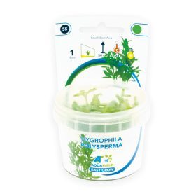 Hygrophila polysperma in vitro