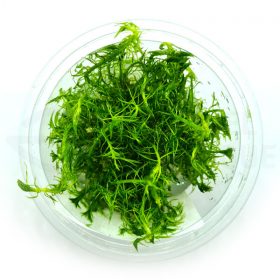 Myriophyllum Simulans in vitro plante aquarium