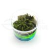Cryptocoryne Wendtii Compact in vitro plante aquarium laboratorium 313