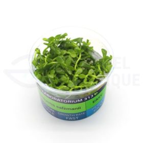 Hedyotis Salzmanii plante in vitro aquarium laboratorium 313