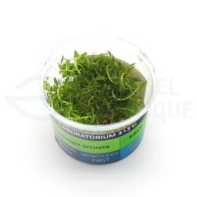 Ludwigia Arcuata plante in vitro aquarium laboratorium 313
