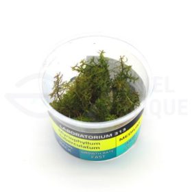Myriophyllum Tuberculatum plante in vitro aquarium Laboratorium 313