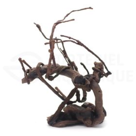arbre de racine