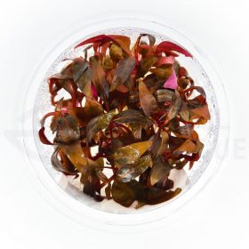 Alternanthera sp mini in vitro