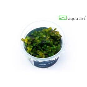 Ludwigia mesakana in vitro