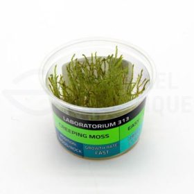 Creeping Moss plante in vitro aquarium laboratorium 313