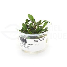 Cryptocoryne Lutea Hobbit plante in vitro aquarium laboratorium 313