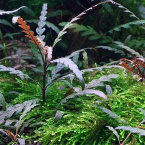 Hygrophila pinnatifida plante aquarium tropica