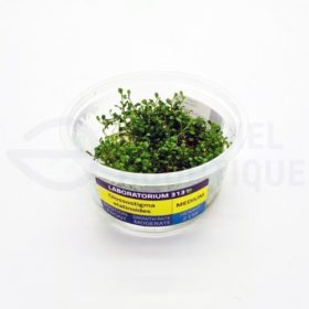 Glossostigma elatinoides xl in vitro laboratorium 313 plante aquarium