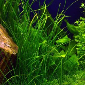 vallisneria nana plante aquarium