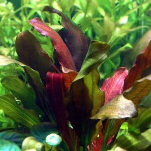 Echinodorus Barthii plante aquarium