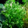 Microsorum pteropus windelov plante aquarium tropica