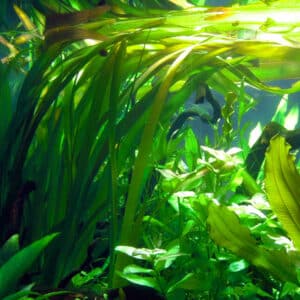vallisneria gigantea americana plante aquarium tropica