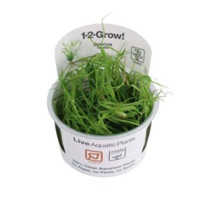 Juncus repens in vitro