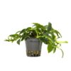 Anubias nana paxing