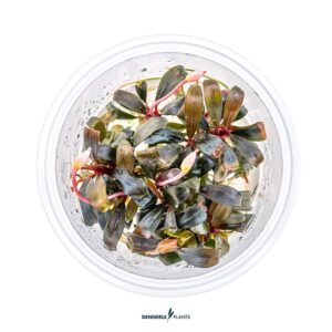 BUCEPHALANDRA SP. 'SERIMBU BROWN' in vitro