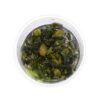 Bucephalandra Blue Green in vitro
