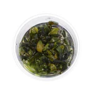 Bucephalandra Blue Green in vitro