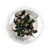Bucephalandra Brownie Ghost in vitro