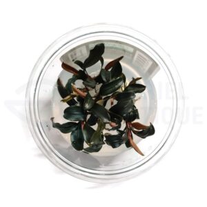 Bucephalandra Brownie Ghost in vitro