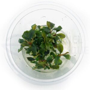 Bucephalandra deep Purple in vitro