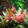 Cryptocoryne Flamingo