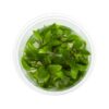 Cryptocoryne pygmaea