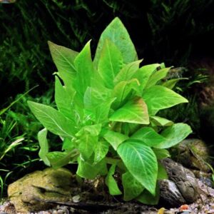 Hygrophila Corymbosa Compact plante aquarium