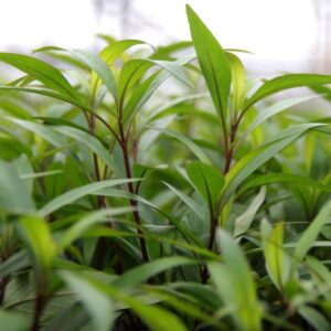Hygrophila Corymbosa Thailande