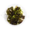 echinodorus little mystery
