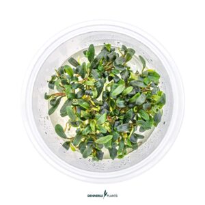 BUCEPHALANDRA MICRANTHA 'NEEDLE LEAF' in vitro