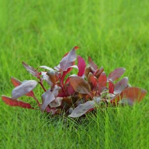 Alternanthera reineckii Lila