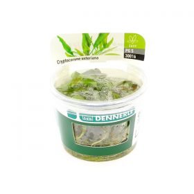 Cryptocoryne usteriana in vitro