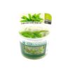 Cryptocoryne wendtii Broad Leaf in vitro