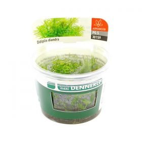 Didiplis Diandra in vitro