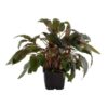 Cryptocoryne Wendtii Brown Tropica XL