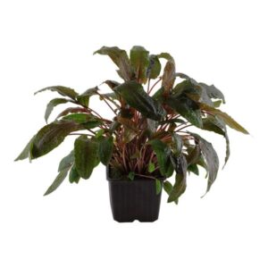 Cryptocoryne Wendtii Brown Tropica XL